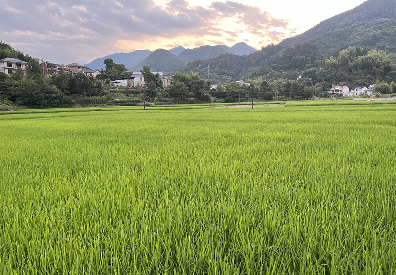 新干縣開(kāi)展早稻機(jī)收減損監(jiān)測(cè)工作 牢固樹(shù)立“減損就是增產(chǎn)”意識(shí)