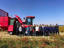 “中農(nóng)機”辣椒收獲機國慶假期閃耀秋收戰(zhàn)場