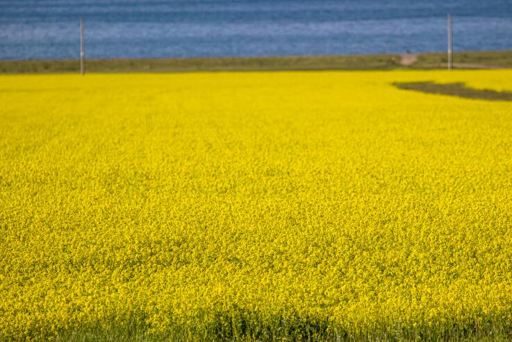 農(nóng)業(yè)農(nóng)村部農(nóng)業(yè)機(jī)械化總站大力推進(jìn)油菜機(jī)械化移栽推廣應(yīng)用