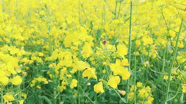 2025年我國農業發展全面綠色轉型取得積極成效