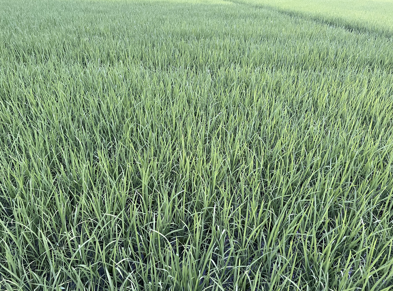 現場觀摩＋專題授課：紹興舉辦機插早稻育秧暨單產提升技術現場培訓