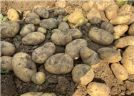 漳浦舉辦農(nóng)業(yè)“五新”——甘薯生產(chǎn)新機(jī)具新技術(shù)現(xiàn)場演示會(huì)及培訓(xùn)會(huì)