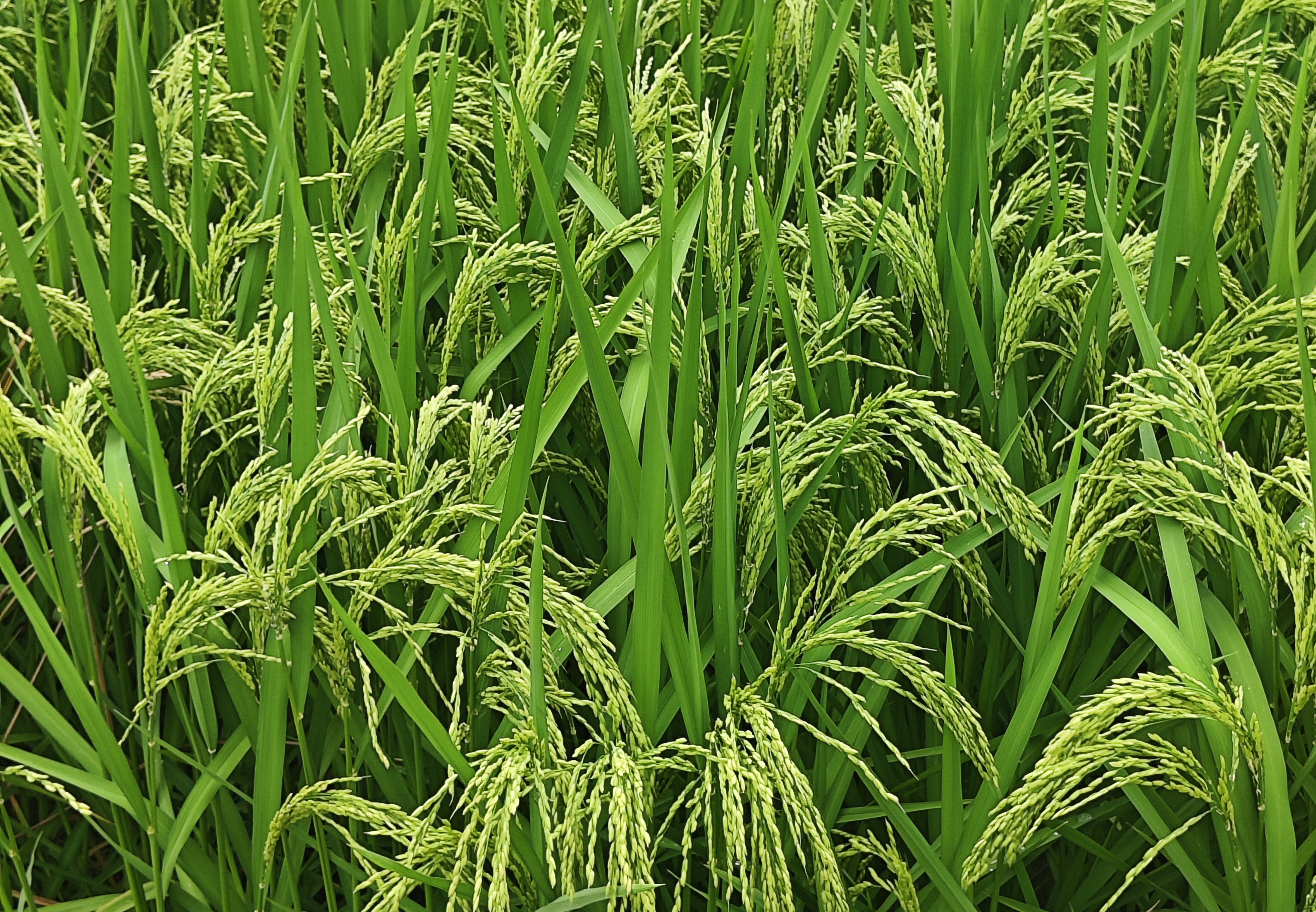 山西省關于報送2026年農產品初加工機械化提質增效技術裝備示范推廣項目建設任務書和相關方案的通知