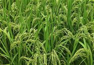 山西省關(guān)于報送2026年農(nóng)產(chǎn)品初加工機(jī)械化提質(zhì)增效技術(shù)裝備示范推廣項目建設(shè)任務(wù)書和相關(guān)方案的通知