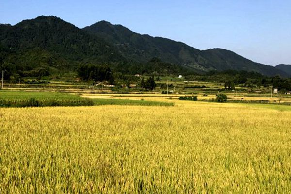 寧夏將處理量300t/d及以上連續(xù)式谷物烘干機補貼額由14萬元調整為12萬元